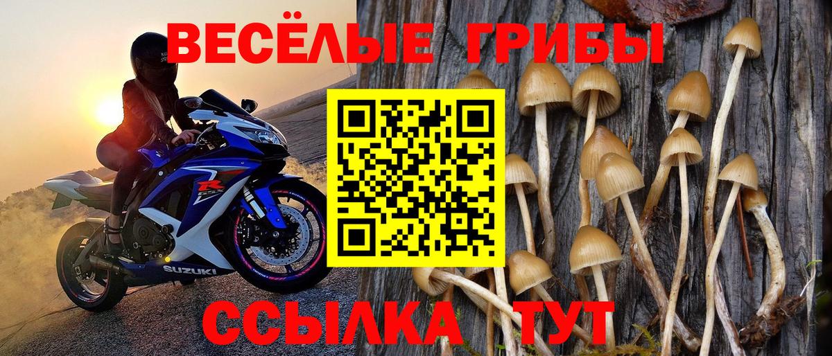 Галлюциногенные грибы MAGIC MUSHROOMS  Вход с VPN  Сунжа 
