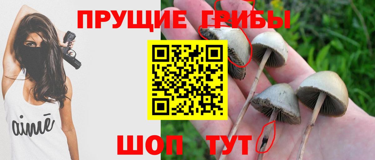Псилоцибиновые грибы мицелий Сунжа